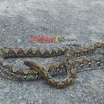 Photo_1642246892705-1000x600